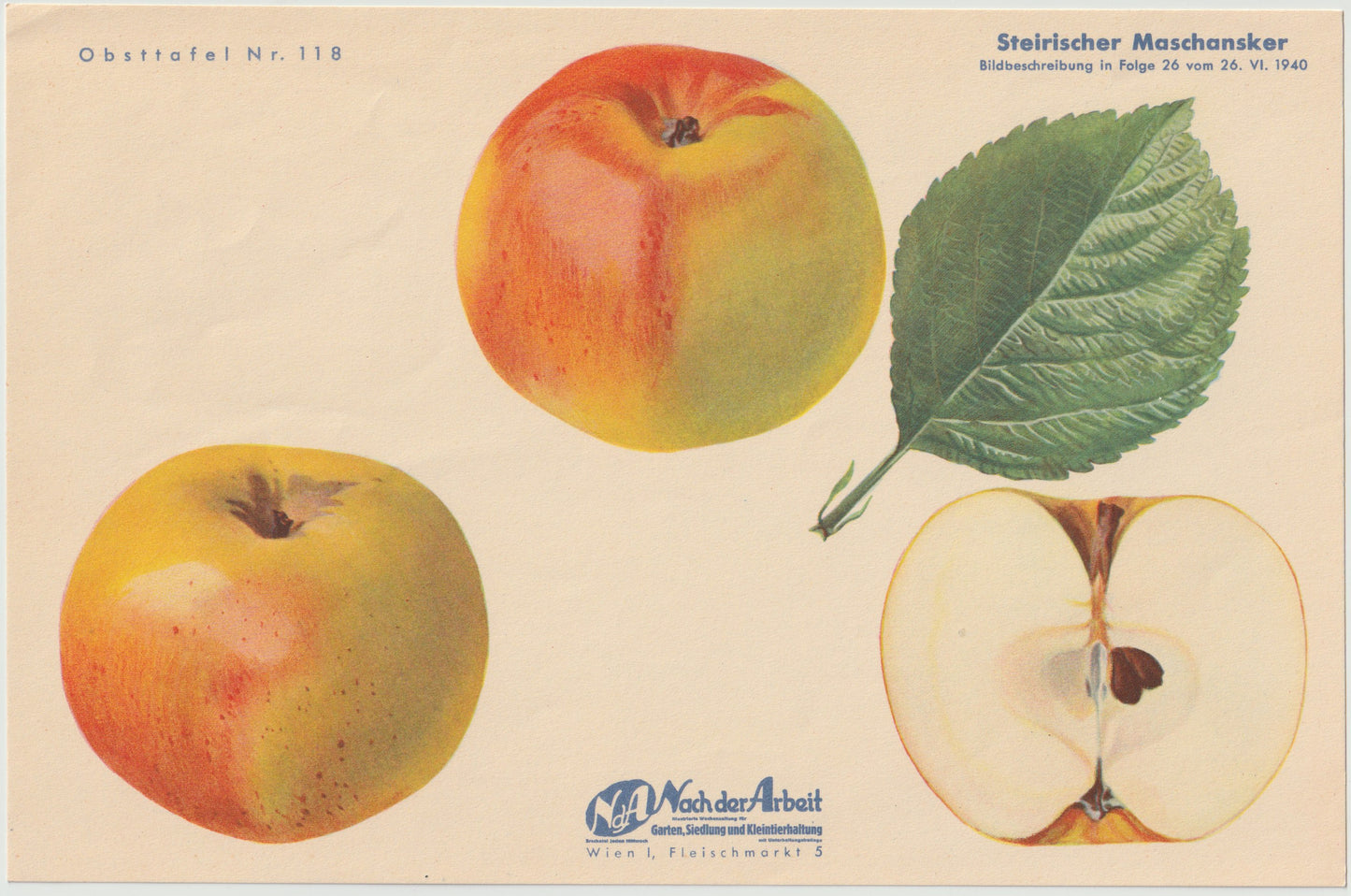1940 Äfpel Vintage Obsttafel 4er-Set | Maschansker Herbstapfel
