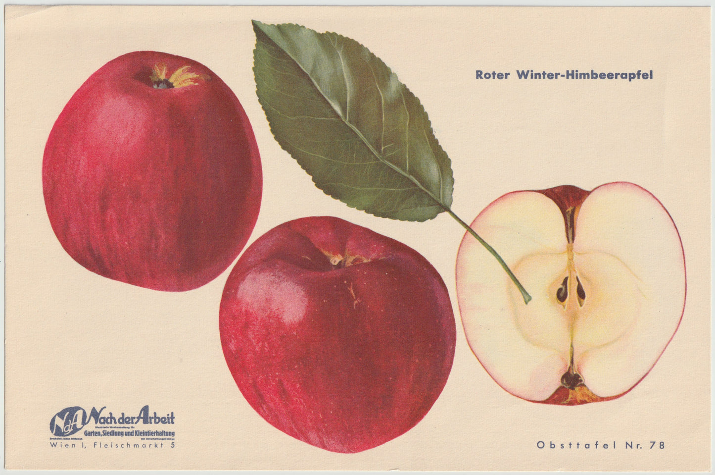 Apfel Vintage Obsttafel 4er-Set 1940er | Himbeerapfel Renette Potts Sämling