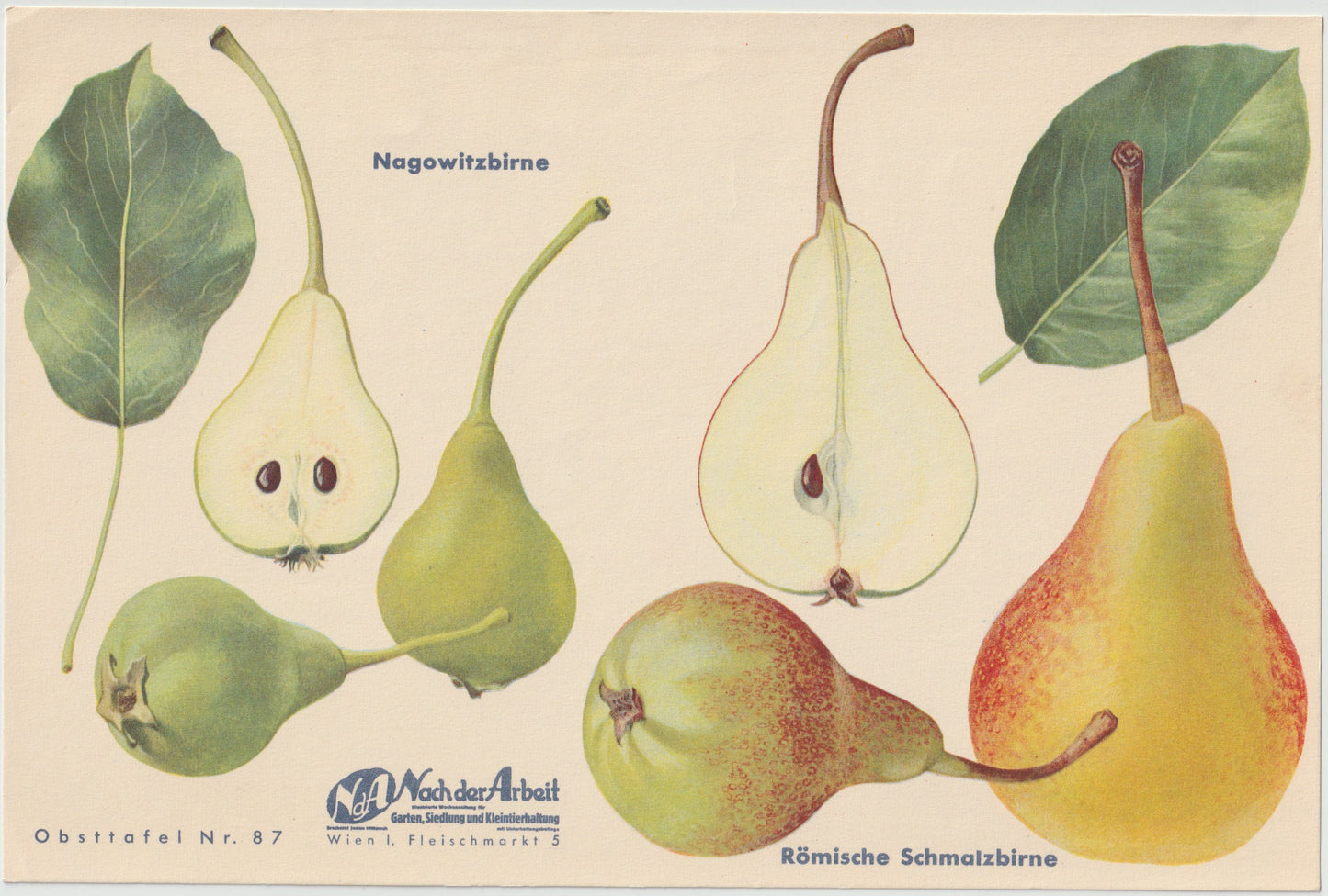 Birnen Vintage Obsttafeln 4er Set 1940 | Nagowitzbirne Capiaumont Schmalzbirne