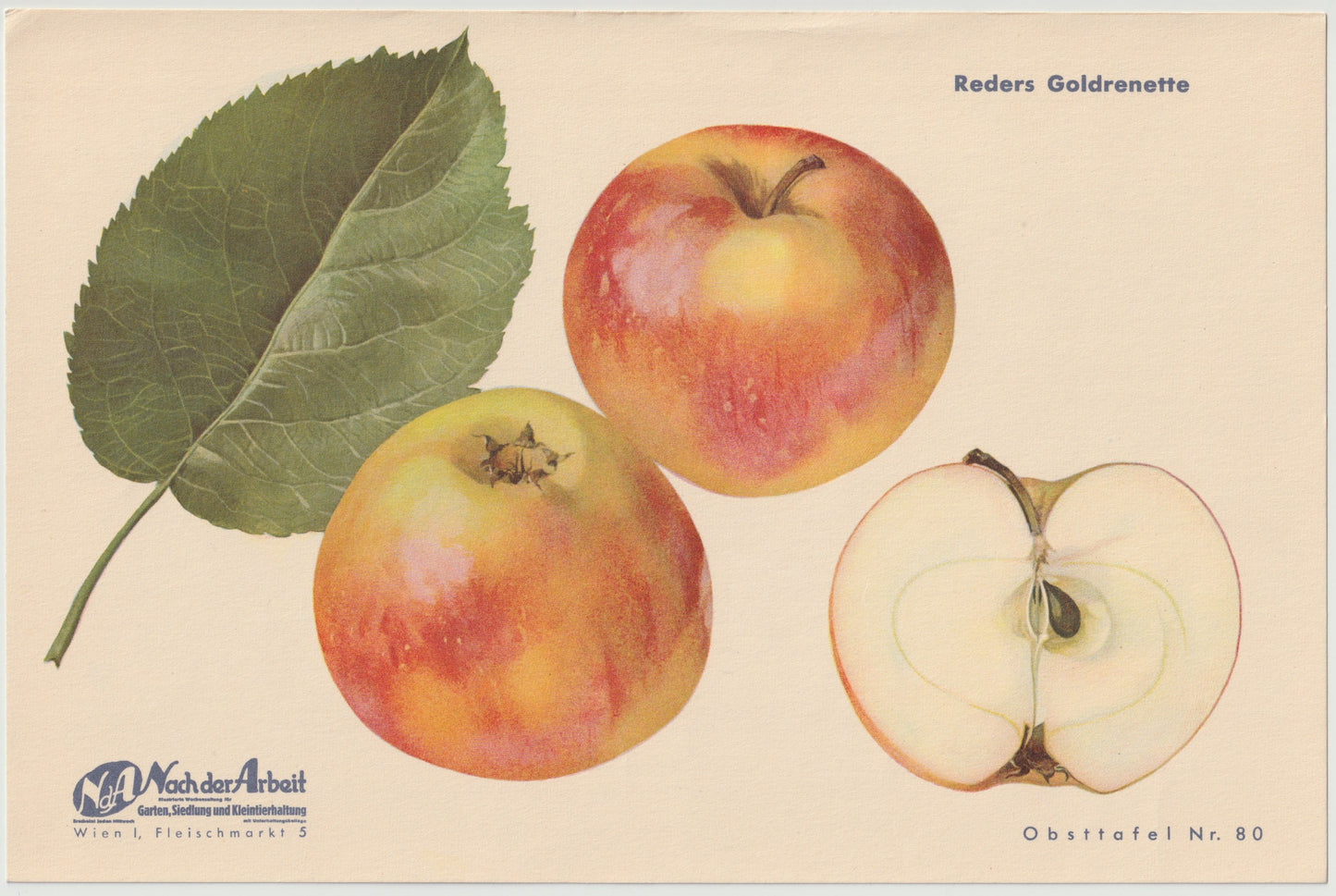 Apfel Vintage 4er Obsttafeln Set original 1940 | Naturkunde Druck Rosenapfel Goldrenette