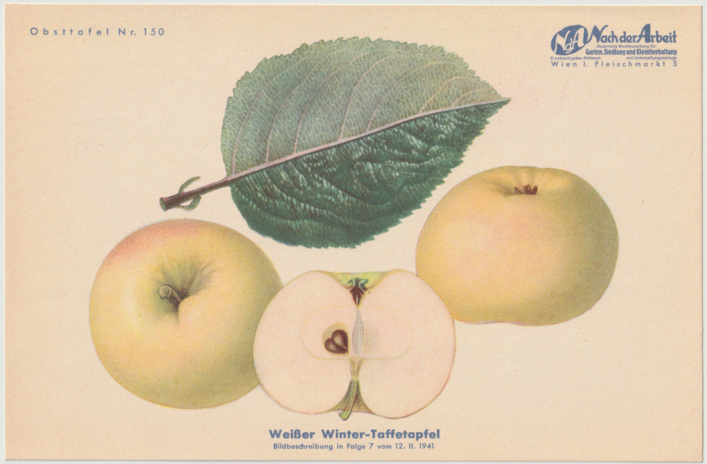 1940 Äfpel Vintage Obsttafel Set original | Gulerdling Renette Apfel Obst Früchte