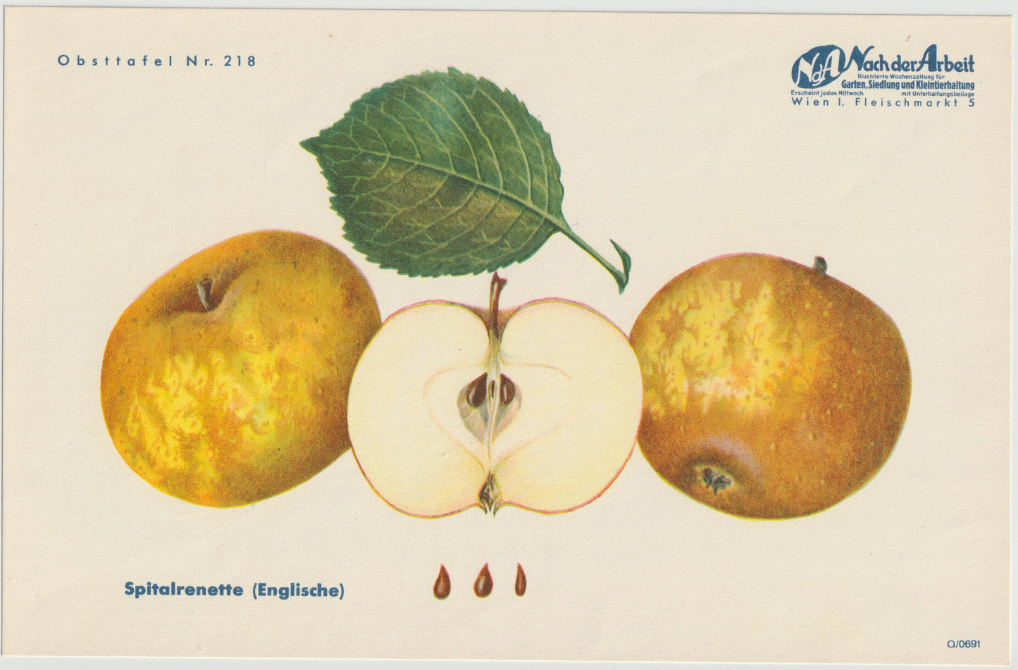 Apfel Vintage 4er-Set Obsttafeln Set 1940 | Früchte Astrachan Schulmeister