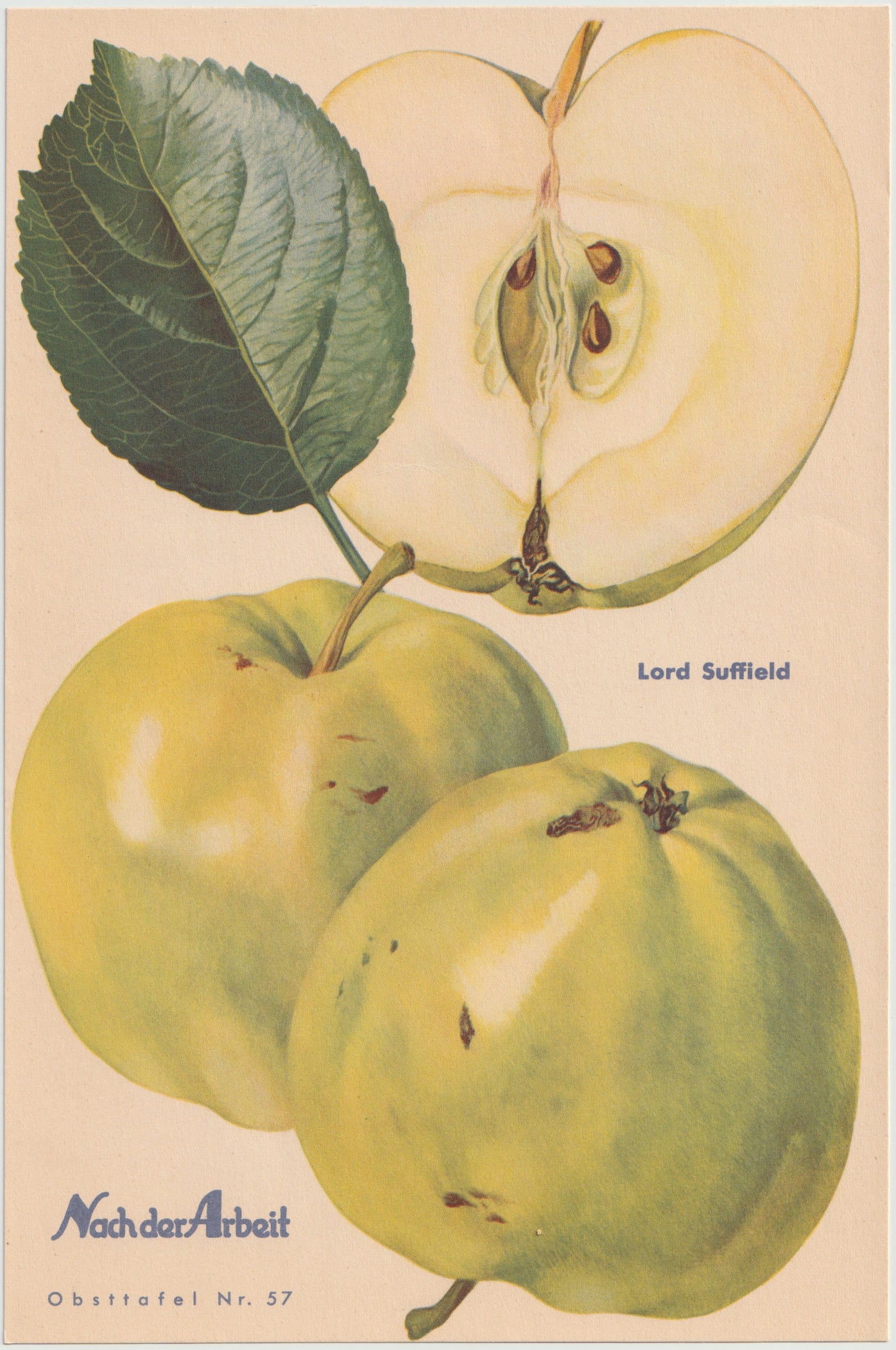 Apfel Vintage Obsttafel 4er-Set 1940er Wanddeko | Gloria Mundi Kalvill