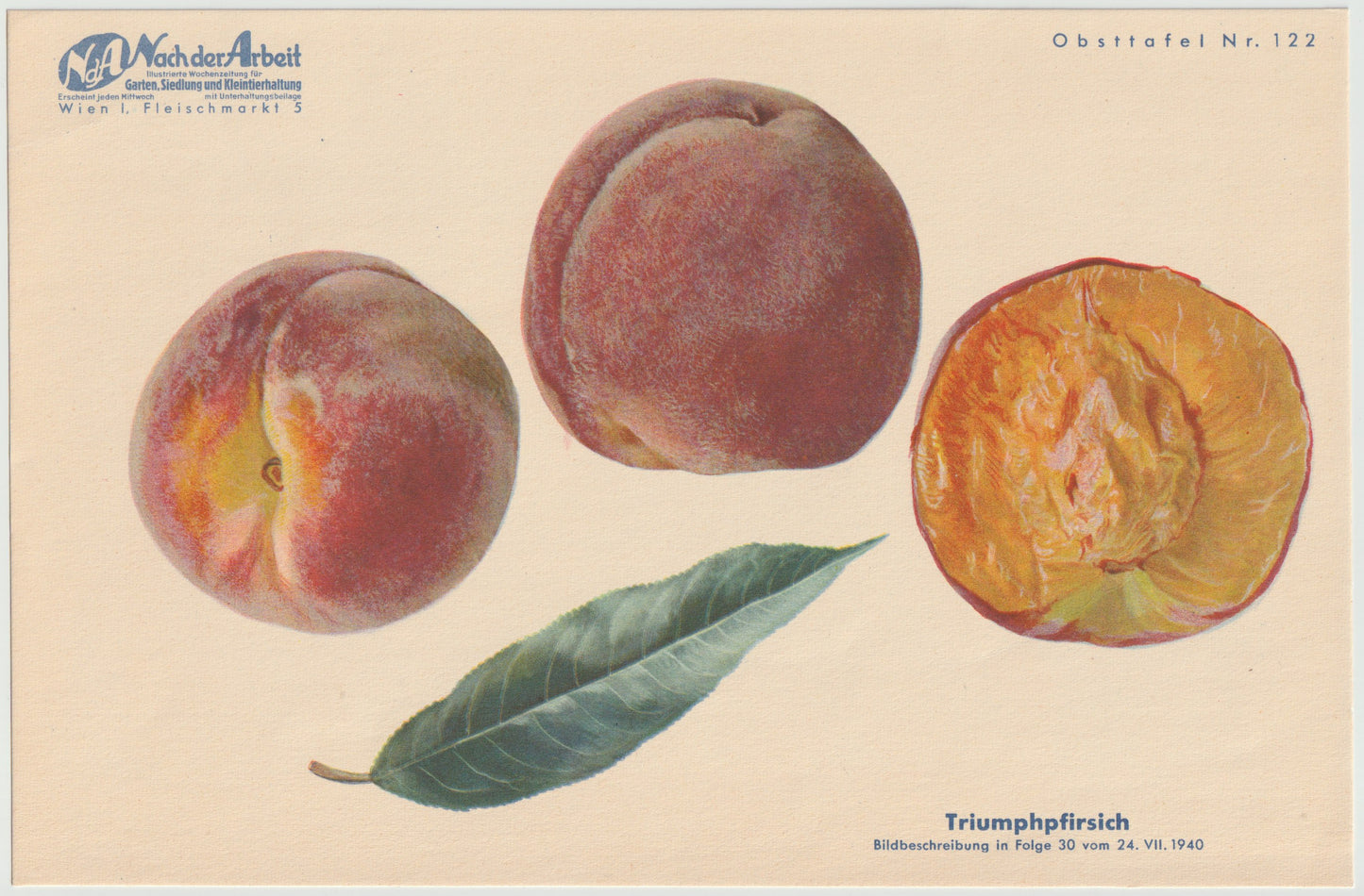 Pfirsiche Obsttafeln 4er-Set Vintage 1940er original | Frühpfirsich Triumphpfirsich