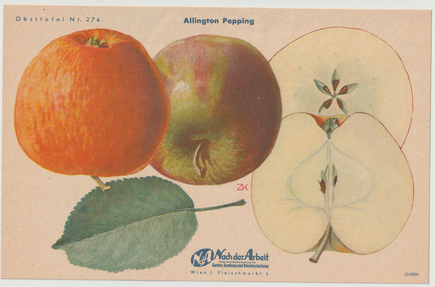 Apfel & Birne Vintage Obsttafel 4er-Set original 1940 | botanische Illustration alt selten Wanddeko