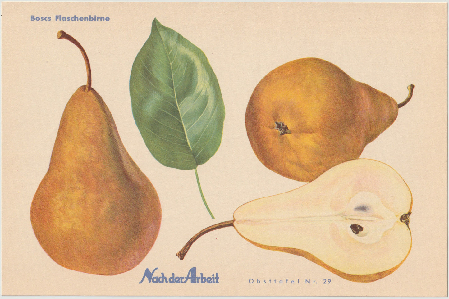 1940 Birnen Vintage Obsttafeln 4er Set original | Flaschenbirne Baronin Mello