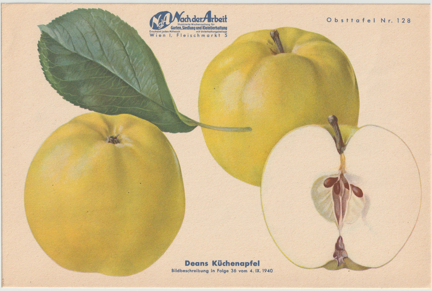 1940 Äfpel Vintage Obsttafel 4er-Set original | Wanddeko Apfel Obst Früchte Küchenapfel
