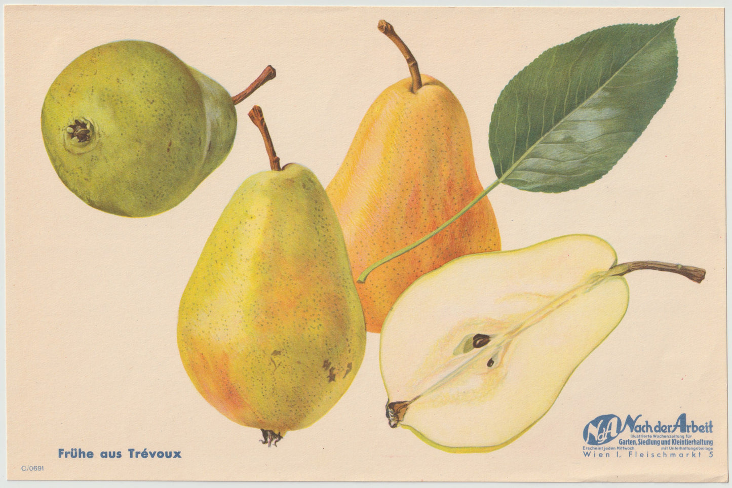 Birne Vintage Obsttafel 4er Set original 1940 | Trévoux Butterbirne Muskateller