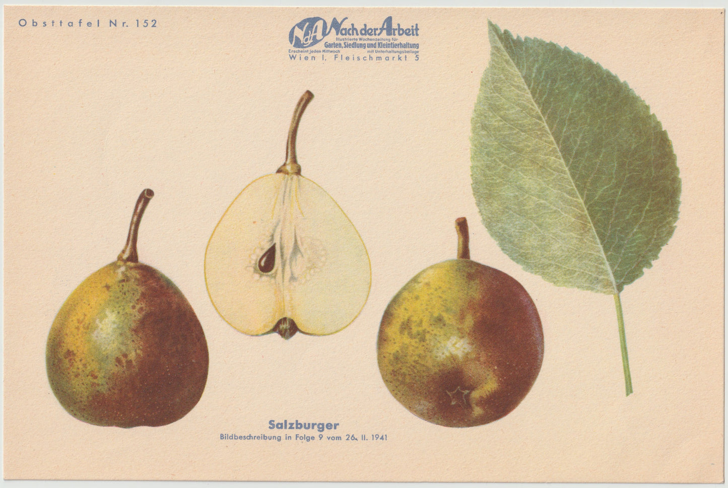 Birnen Vintage Obsttafeln 4er Set 1940 | Nagowitzbirne Capiaumont Schmalzbirne