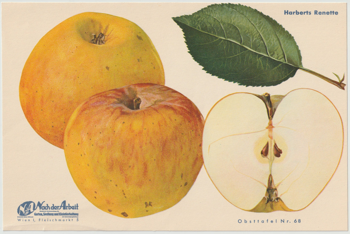 Apfel Vintage Obsttafel 4er-Set 1940er | Himbeerapfel Renette Potts Sämling