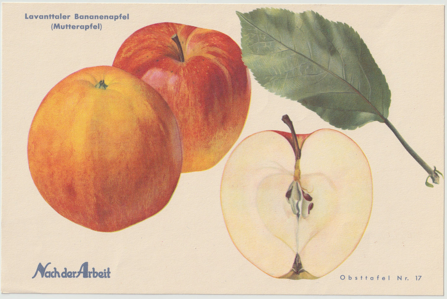 Apfel Vintage Obsttafeln 4er Set original 1940 | Lavanttal Bananenapfel Idaho