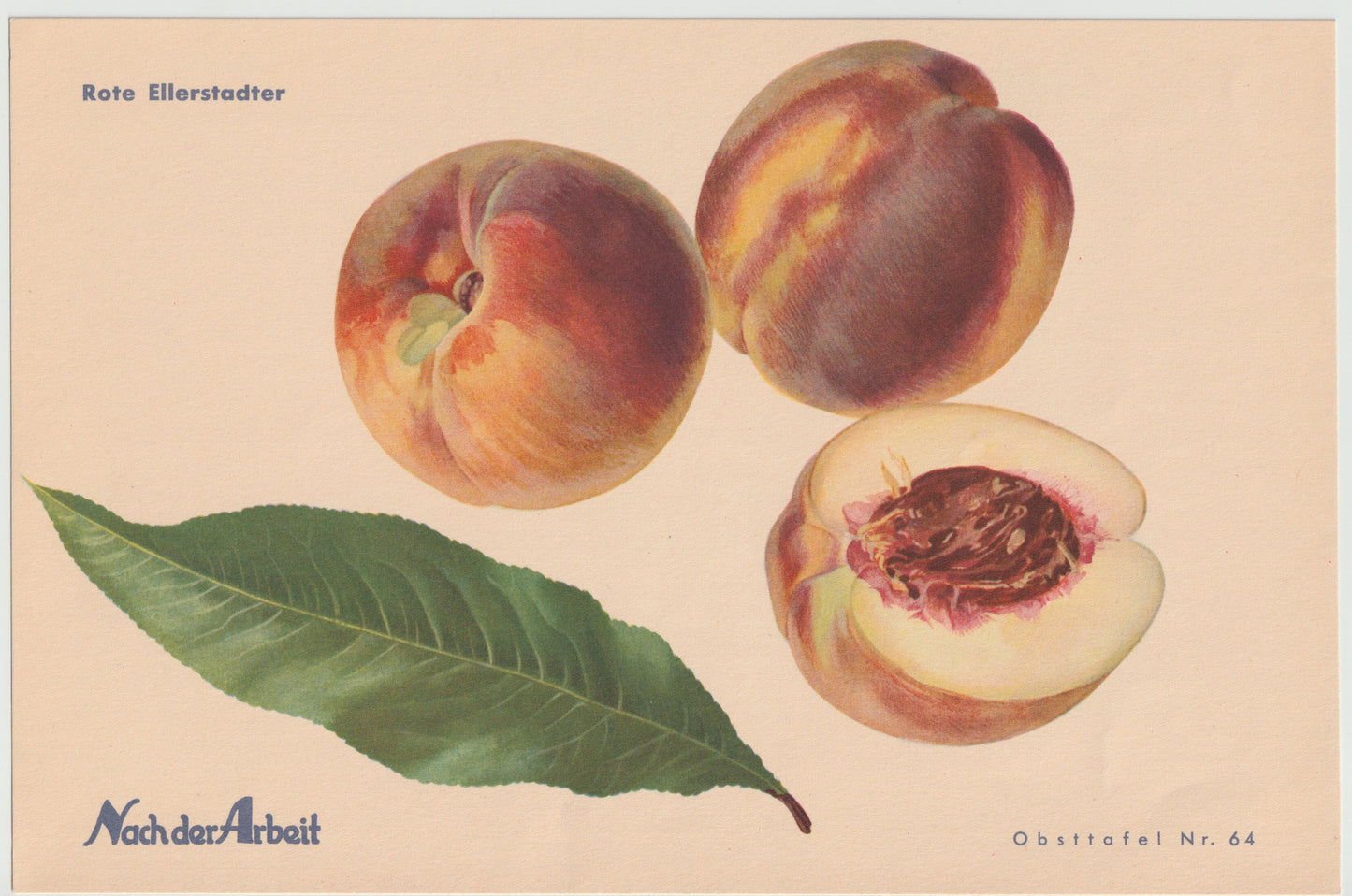 Pfirsiche Obsttafeln 4er-Set Vintage 1940er original | Frühpfirsich Triumphpfirsich