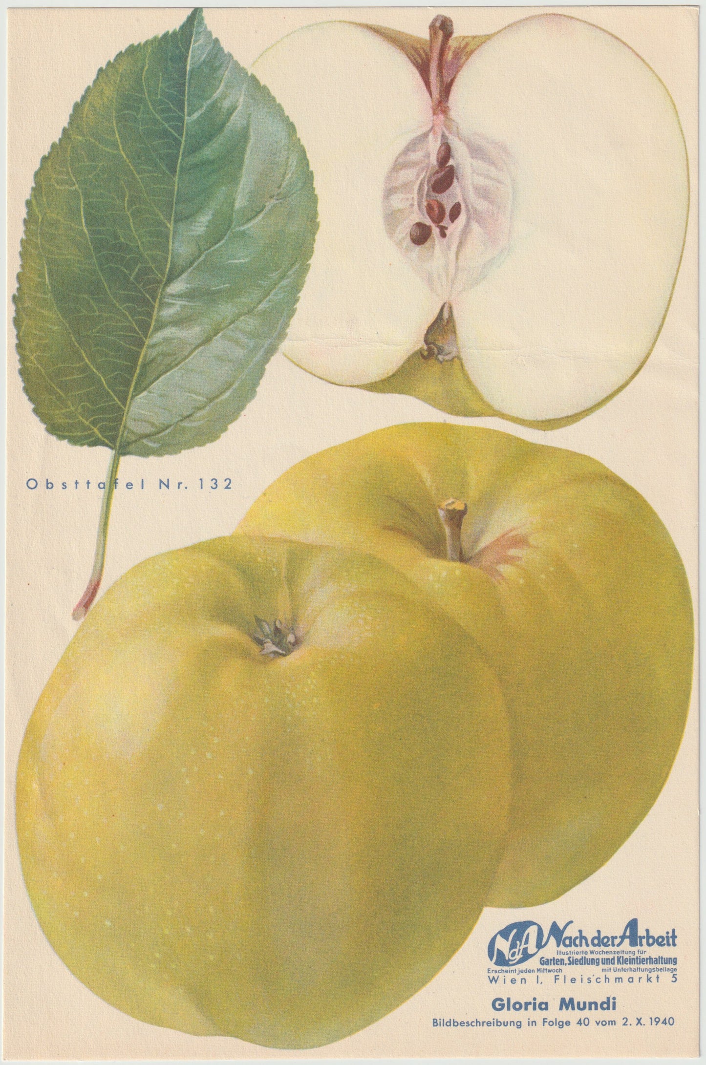 Apfel Vintage Obsttafel 4er-Set 1940er Wanddeko | Gloria Mundi Kalvill