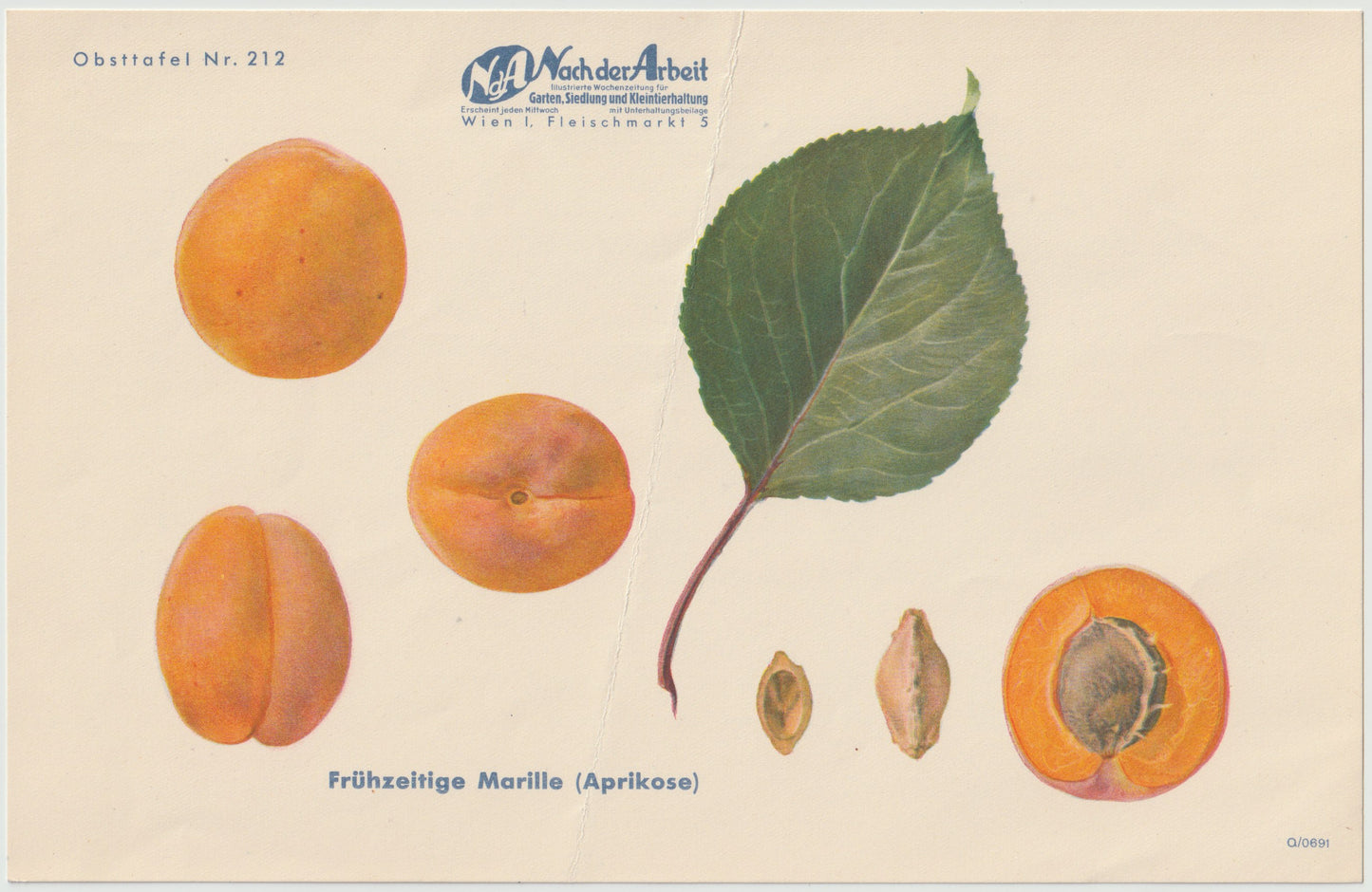 1940 Marillen Obsttafel 4er-Set Vintage | Langenlois Schöllschitz Aprikose Prunus armeniaca