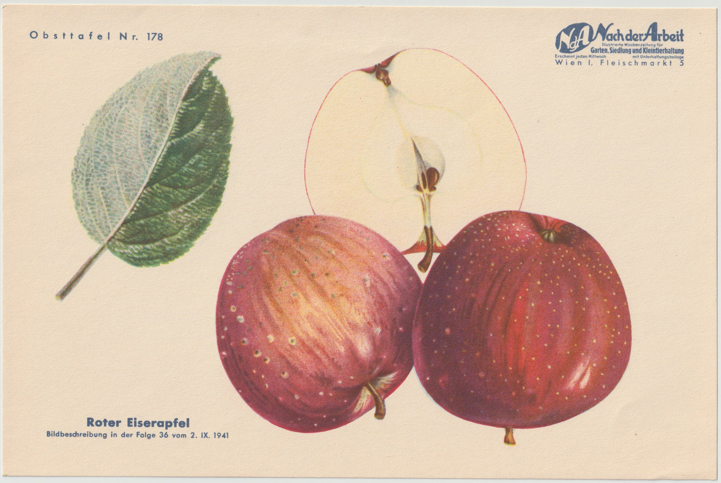 Apfel Vintage 4er-Set Obsttafeln Set original 1940 | Haslinger Eiserapfel Sommerapfel