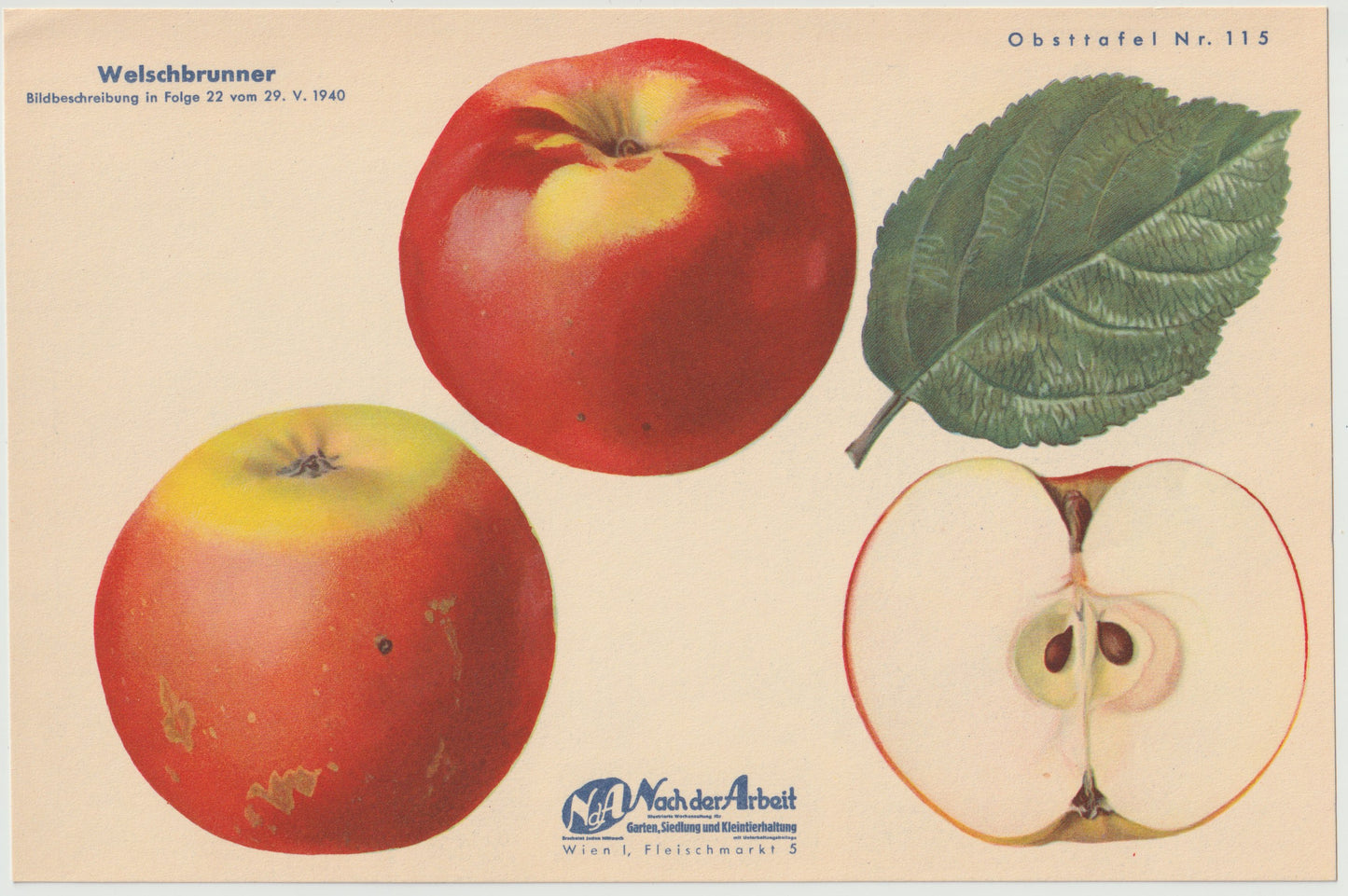 Apfel Vintage 4er Obsttafeln Set original 1940 | Naturkunde Druck Rosenapfel Goldrenette