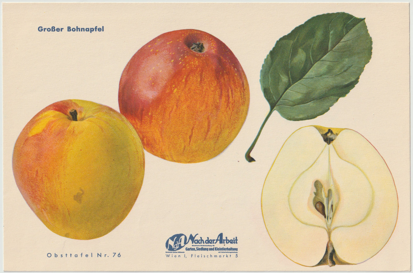 1940 Äfpel Vintage Obsttafel 4er-Set | Maschansker Herbstapfel