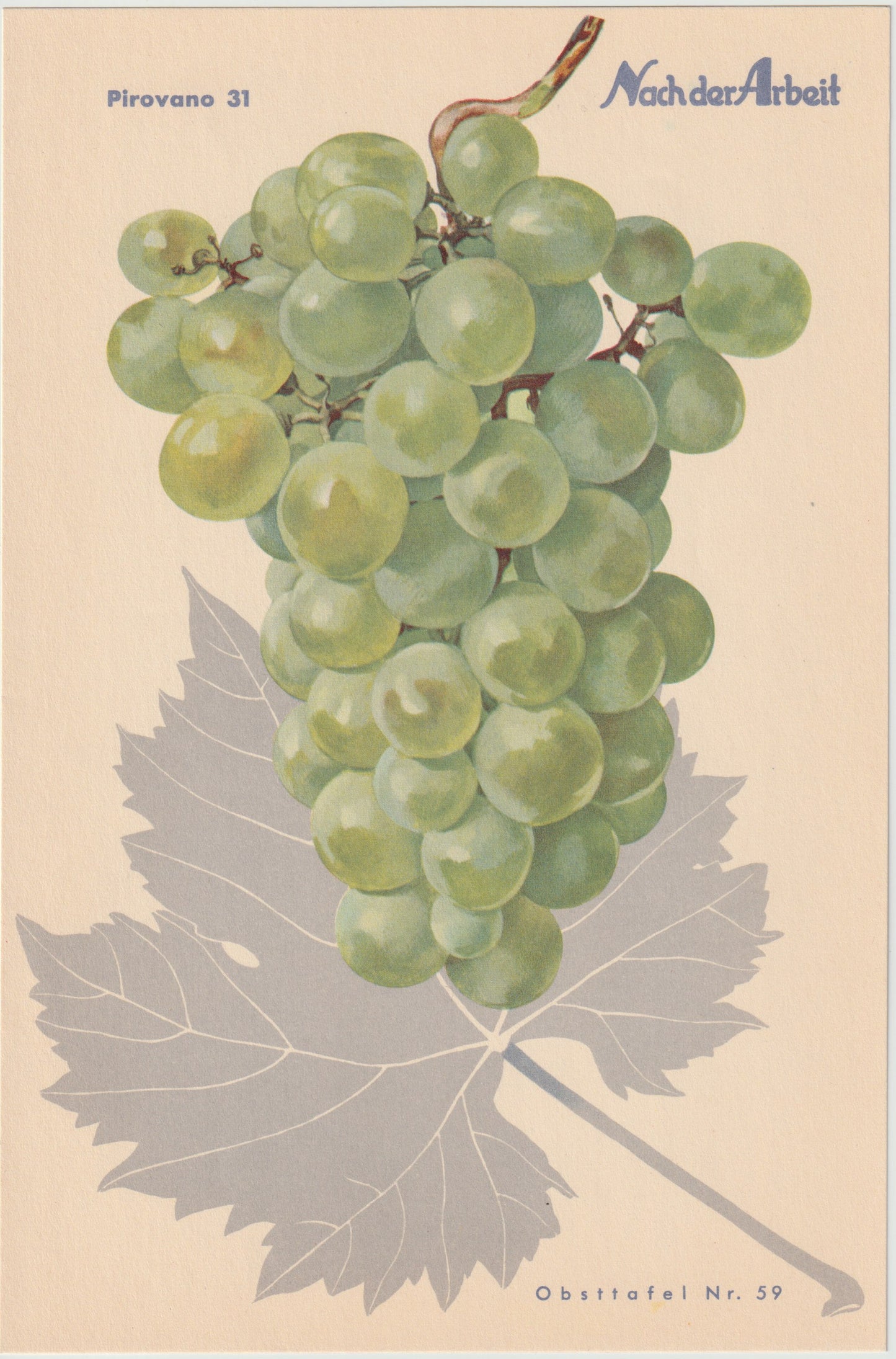 Trauben Vintage Obsttafel 4er-Set 1940 | Weintrauben Vino Gutedel Tompa Weingarten Pirovano
