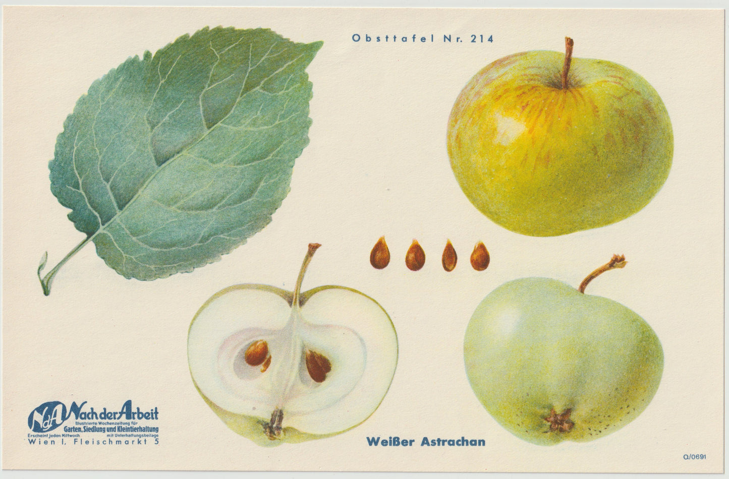 Apfel Vintage 4er-Set Obsttafeln Set 1940 | Früchte Astrachan Schulmeister