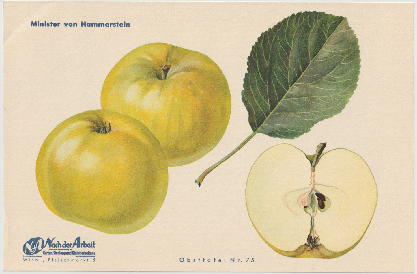 1940 Äfpel Vintage Obsttafel 4er-Set original | Wanddeko Apfel Obst Früchte