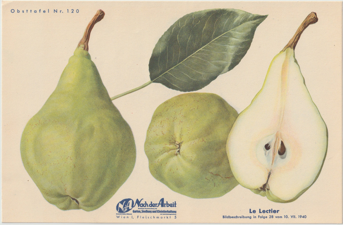 Birnen Vintage Obsttafeln 4er Set 1940 | Minister Lucius, Gute Luise, Abbé Fétel