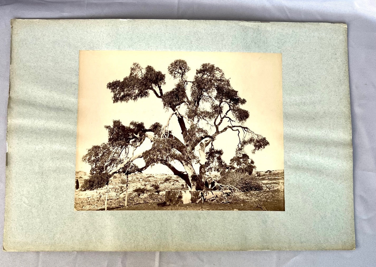 Baum in Steppe / Wüste 1885