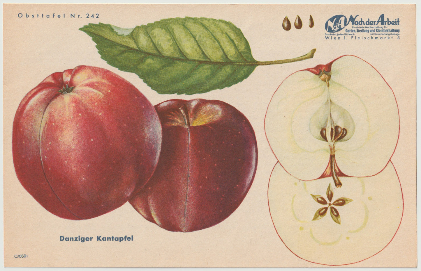 Apfel & Birne Vintage Obsttafel 4er-Set original 1940 | botanische Illustration alt selten Wanddeko