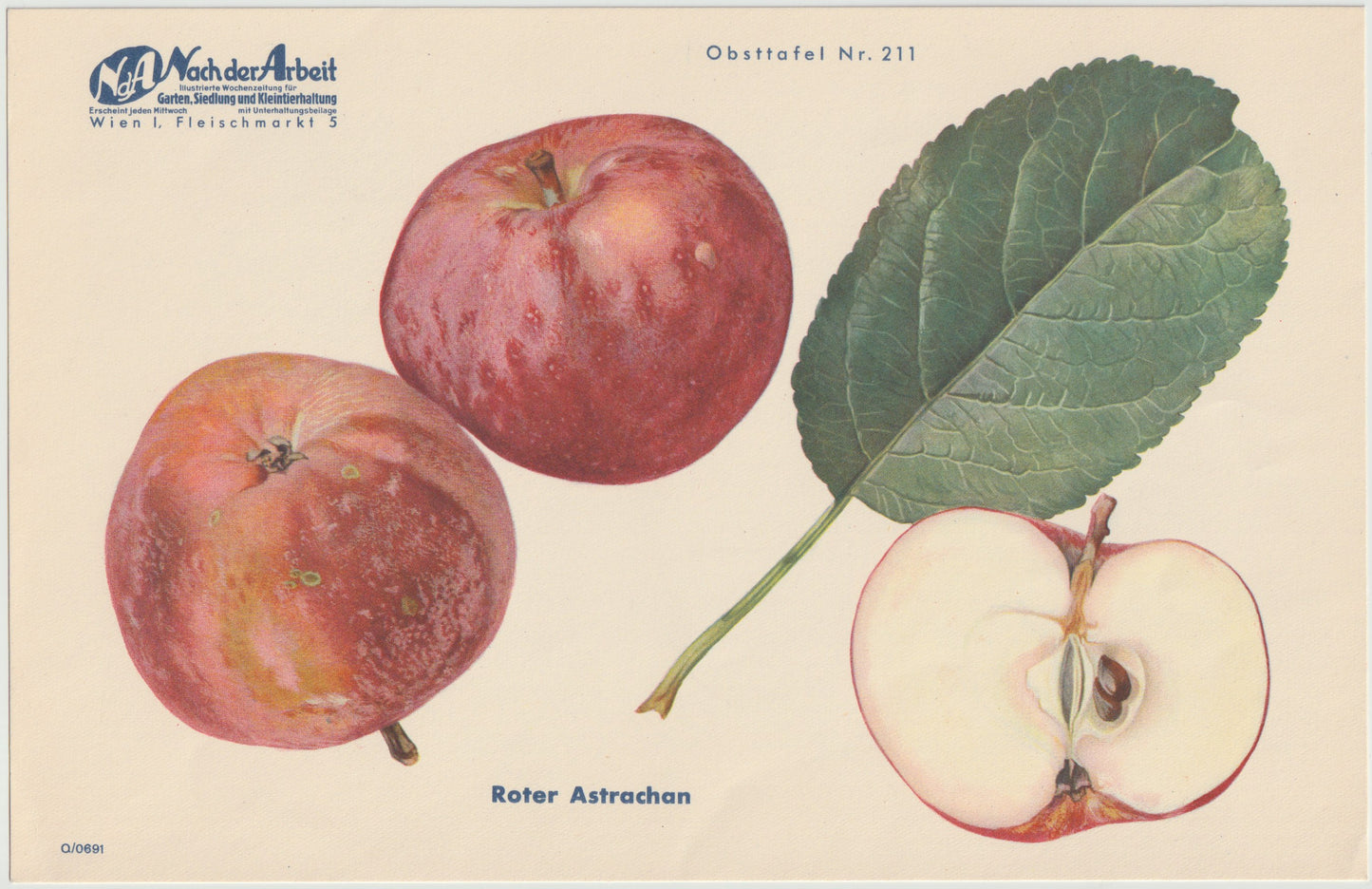 Apfel Vintage 4er-Set Obsttafeln Set 1940 | Früchte Astrachan Schulmeister
