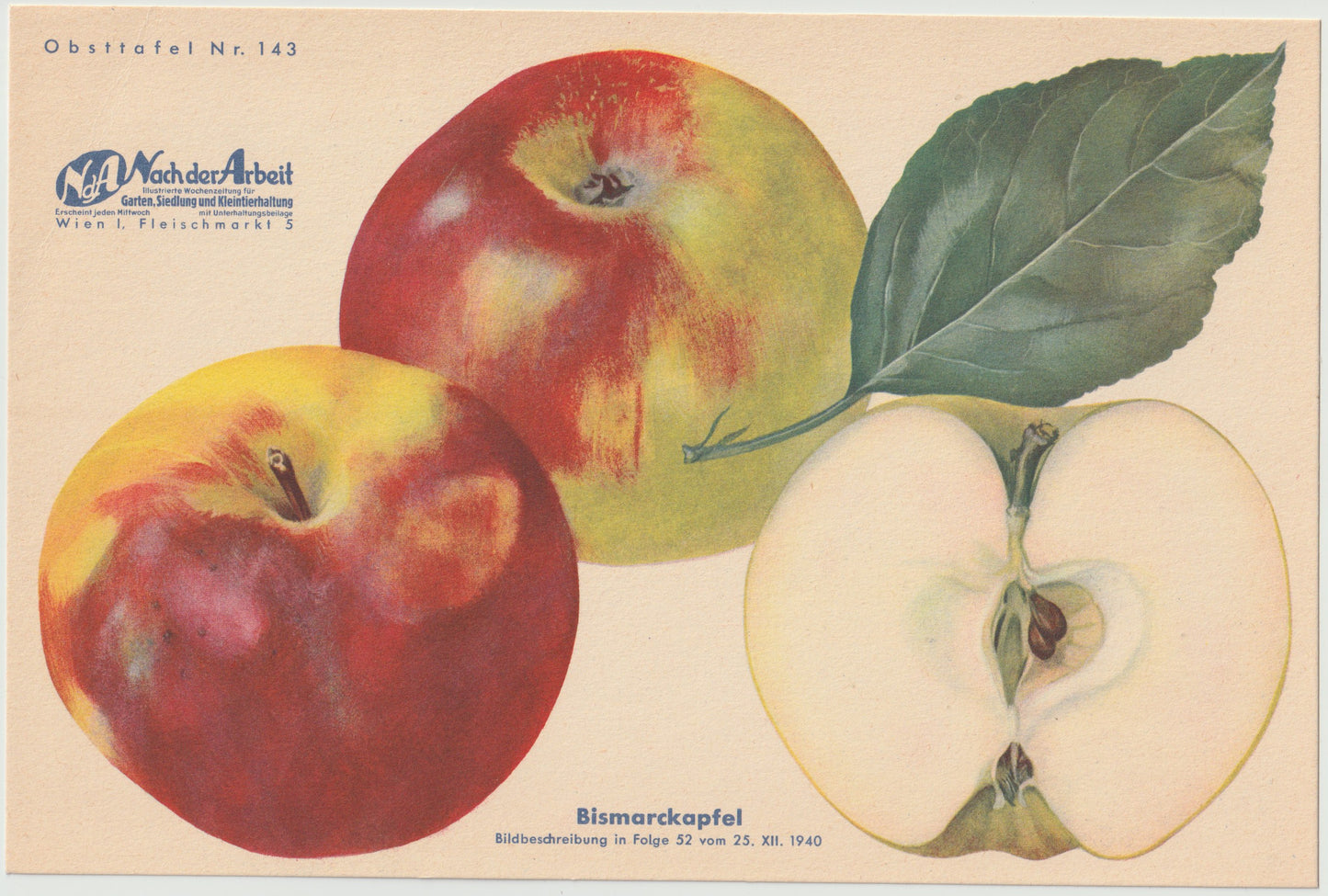 Apfel Vintage 4er Obsttafeln Set original 1940 | Naturkunde Druck Rosenapfel Goldrenette