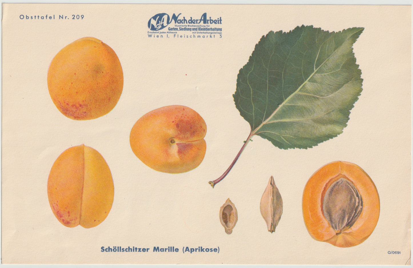 1940 Marillen Obsttafel 4er-Set Vintage | Langenlois Schöllschitz Aprikose Prunus armeniaca