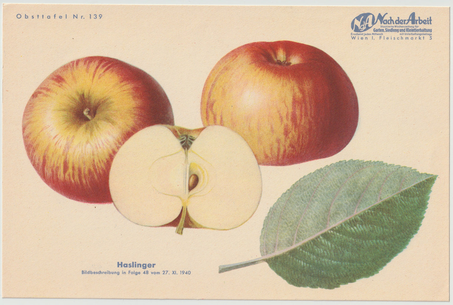 Apfel Vintage 4er-Set Obsttafeln Set original 1940 | Haslinger Eiserapfel Sommerapfel