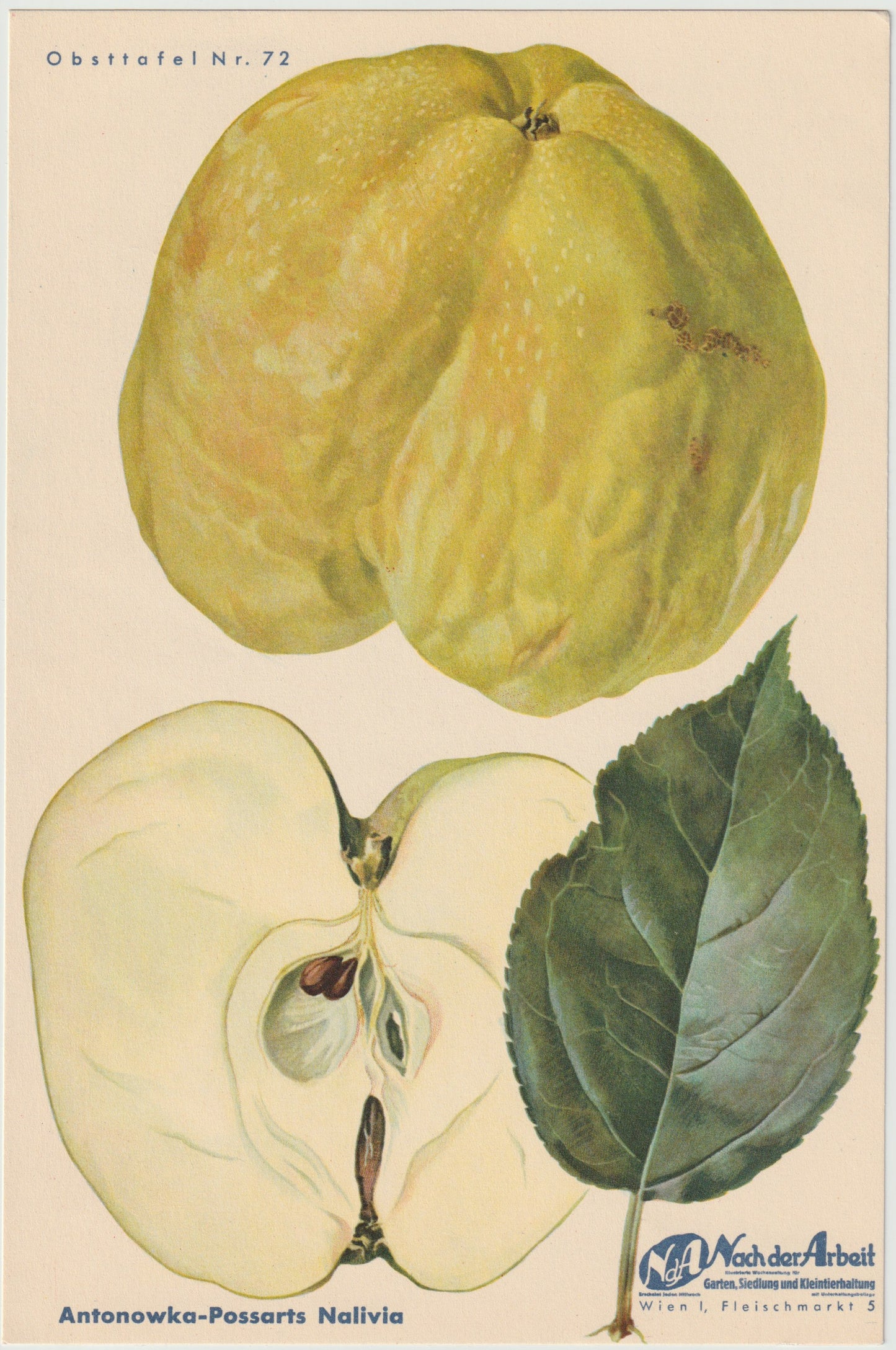 Apfel Vintage Obsttafel 4er-Set 1940er Wanddeko | Gloria Mundi Kalvill