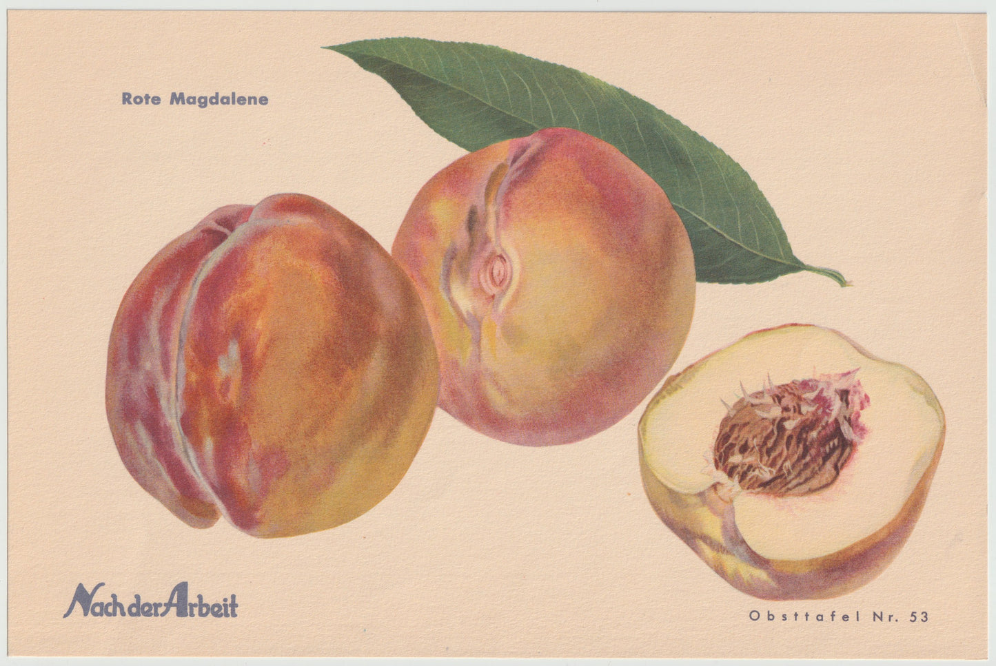 Pfirsiche Obsttafeln 4er-Set Vintage 1940er original | Frühpfirsich Triumphpfirsich