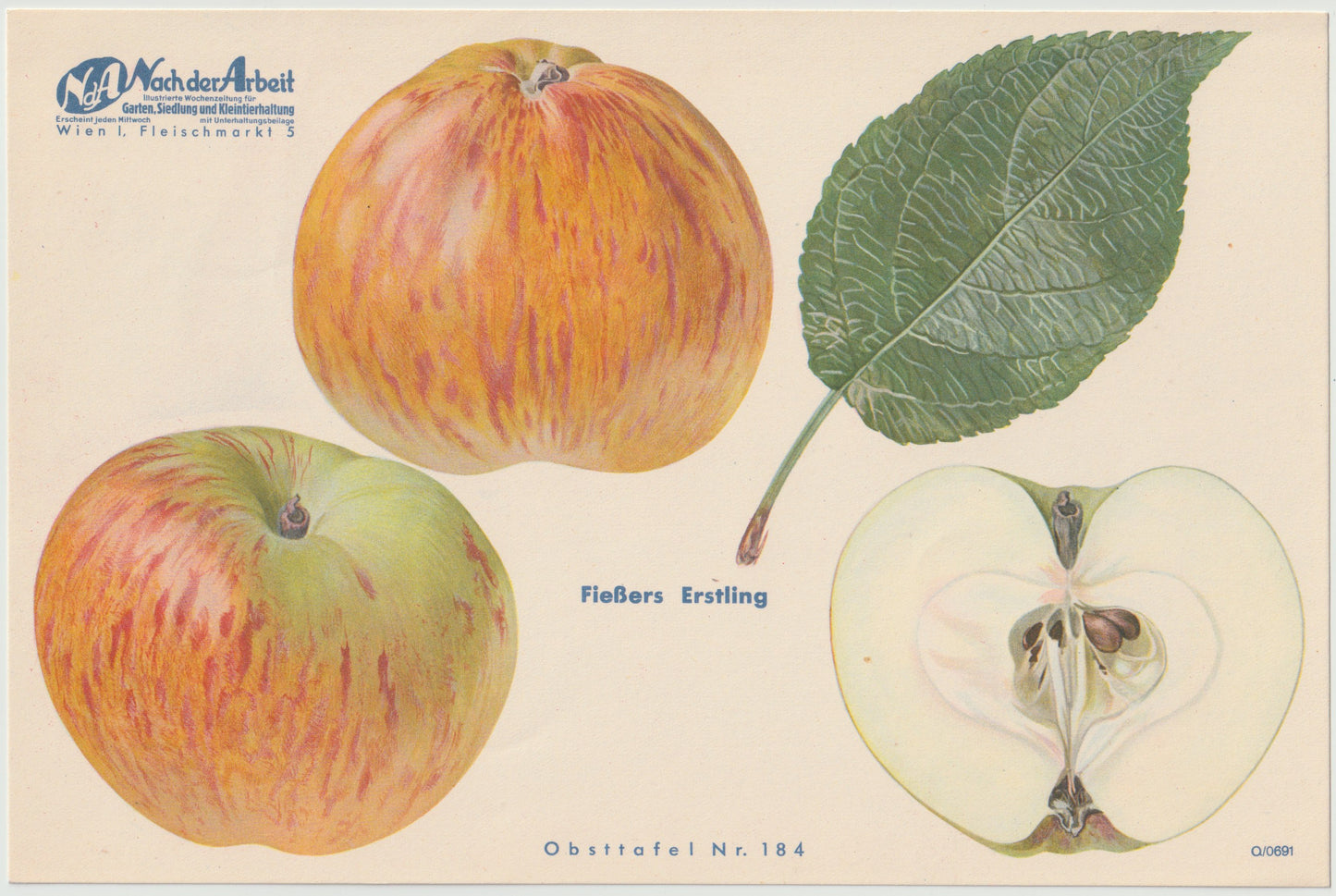 1940 Äfpel Vintage Obsttafel 4er-Set original | Wanddeko Apfel Obst Früchte