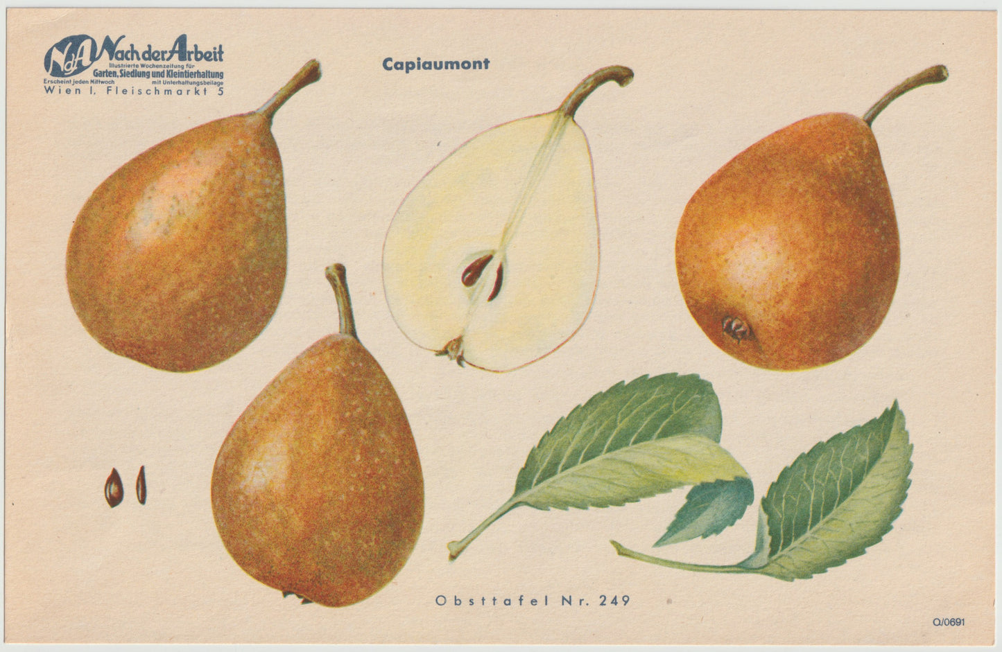 Birnen Vintage Obsttafeln 4er Set 1940 | Nagowitzbirne Capiaumont Schmalzbirne