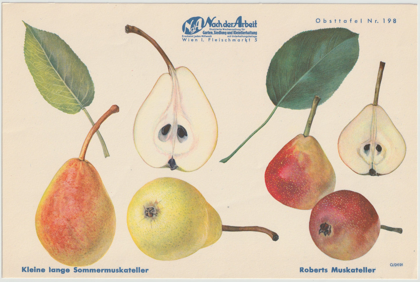 Birne Vintage Obsttafel 4er Set original 1940 | Trévoux Butterbirne Muskateller