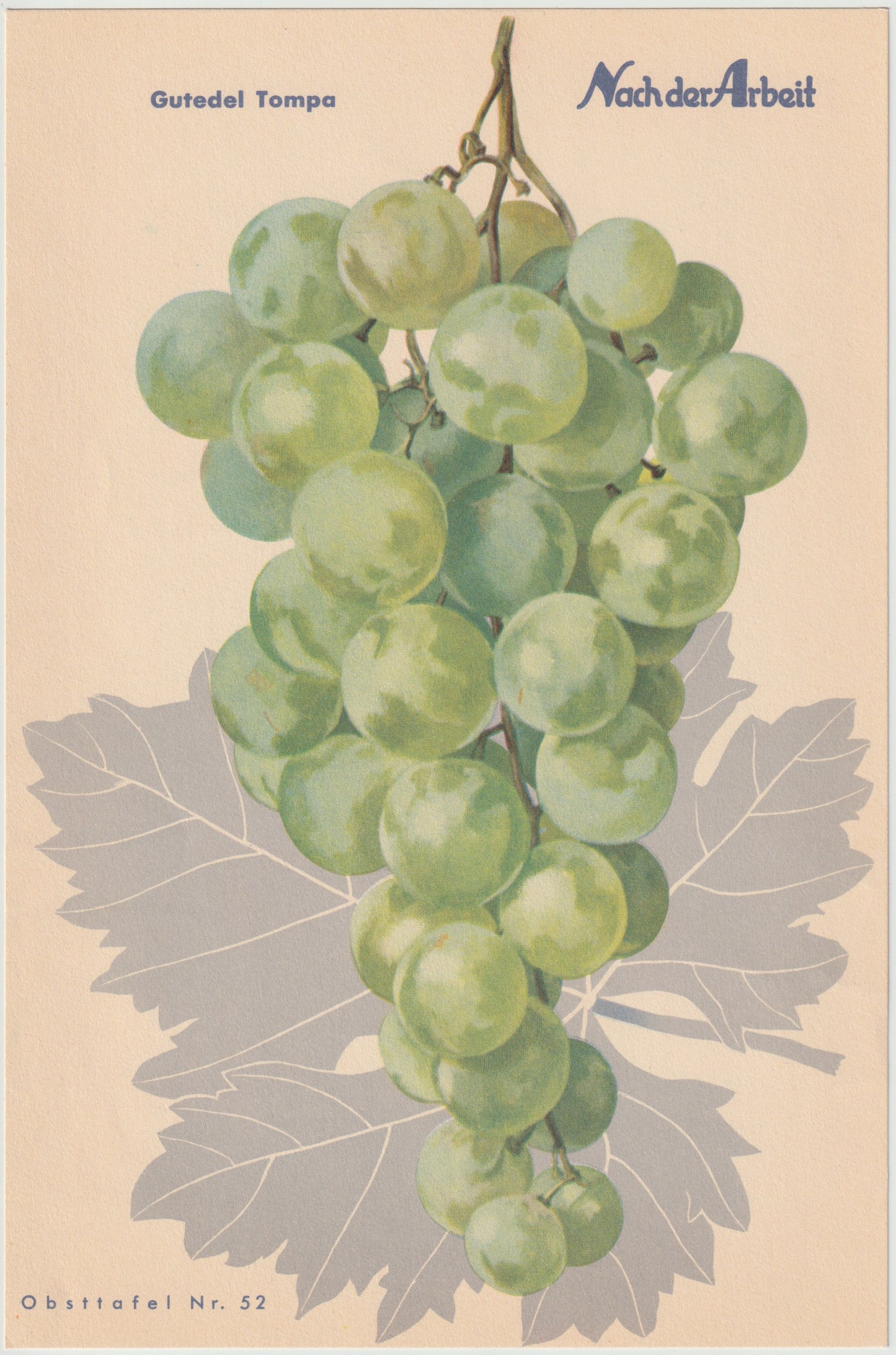 Trauben Vintage Obsttafel 4er-Set 1940 | Weintrauben Vino Gutedel Tompa Weingarten Pirovano