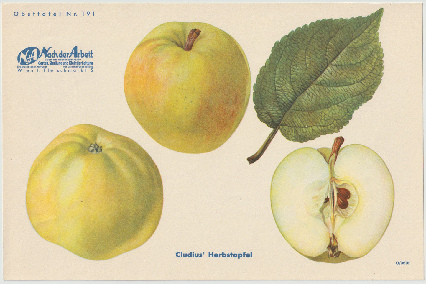 1940 Äfpel Vintage Obsttafel 4er-Set | Maschansker Herbstapfel