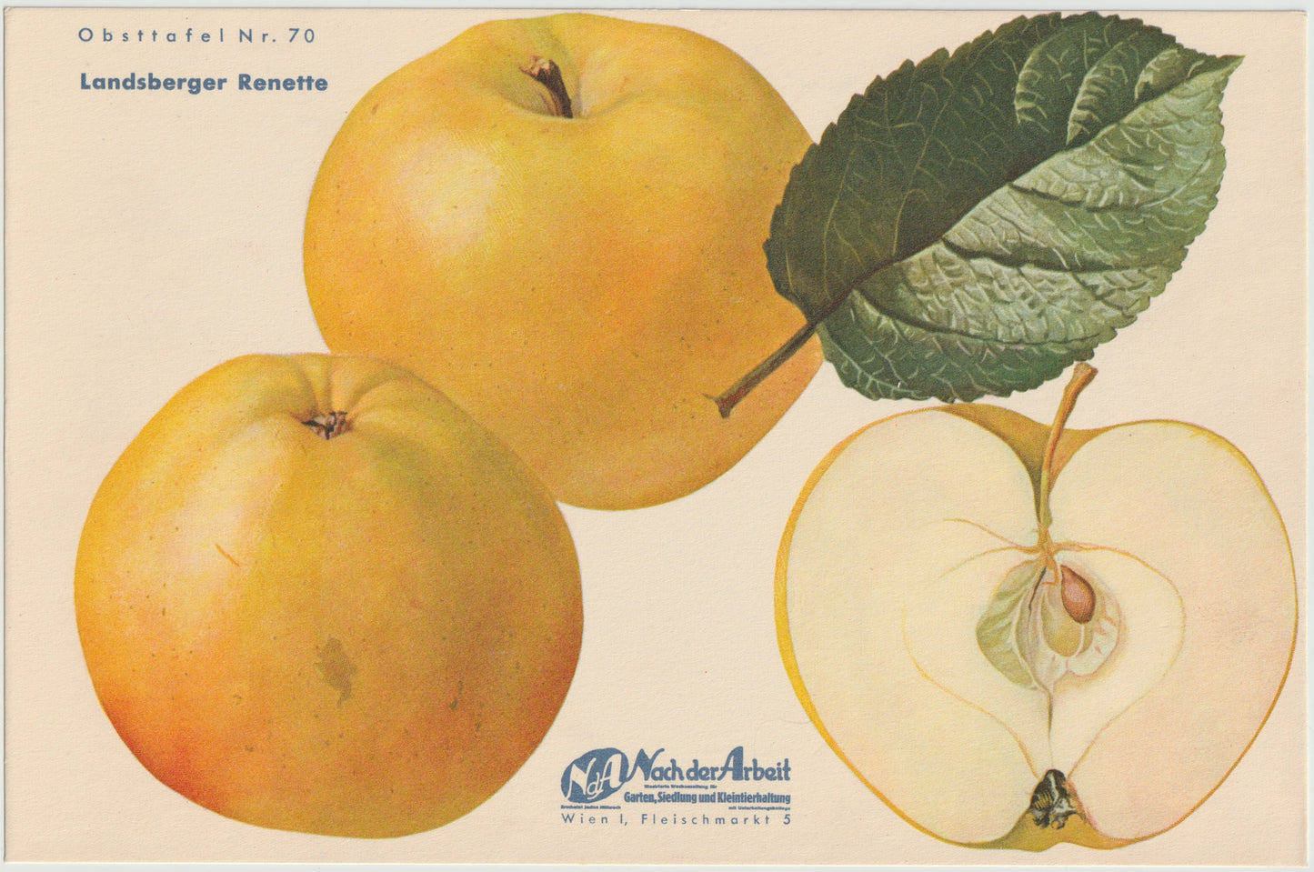 Apfel Vintage Obsttafel 4er-Set 1940er | Himbeerapfel Renette Potts Sämling