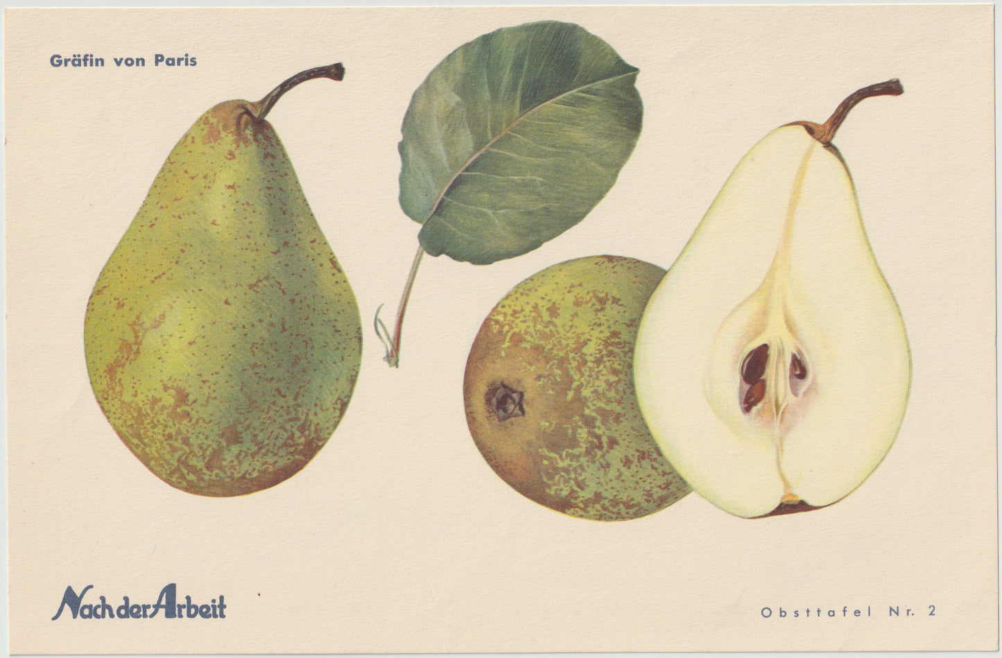 1940 Birnen Vintage Obsttafeln 4er Set original | Napoleons Butterbirne Gräfin von Paris