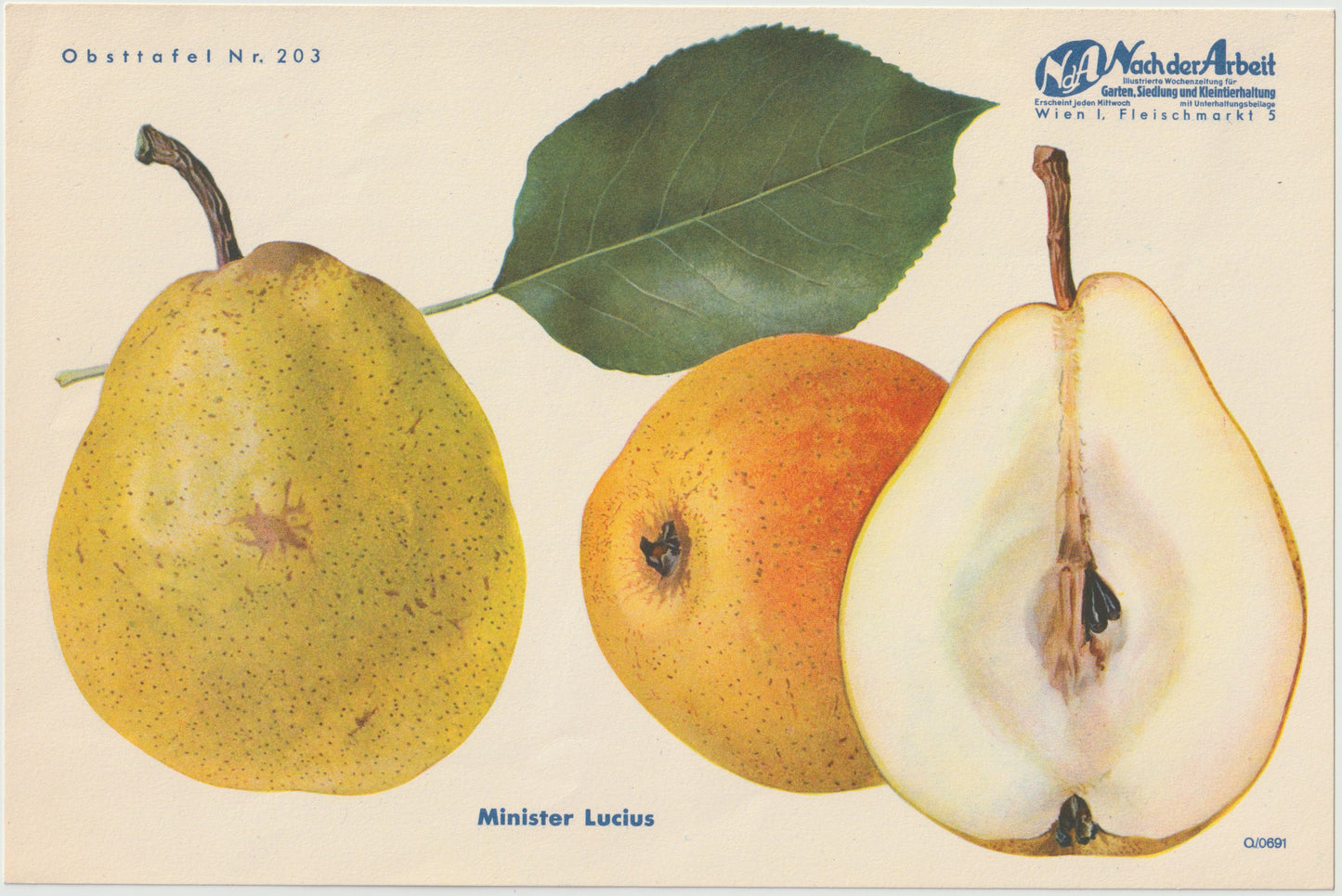 Birnen Vintage Obsttafeln 4er Set 1940 | Minister Lucius, Gute Luise, Abbé Fétel
