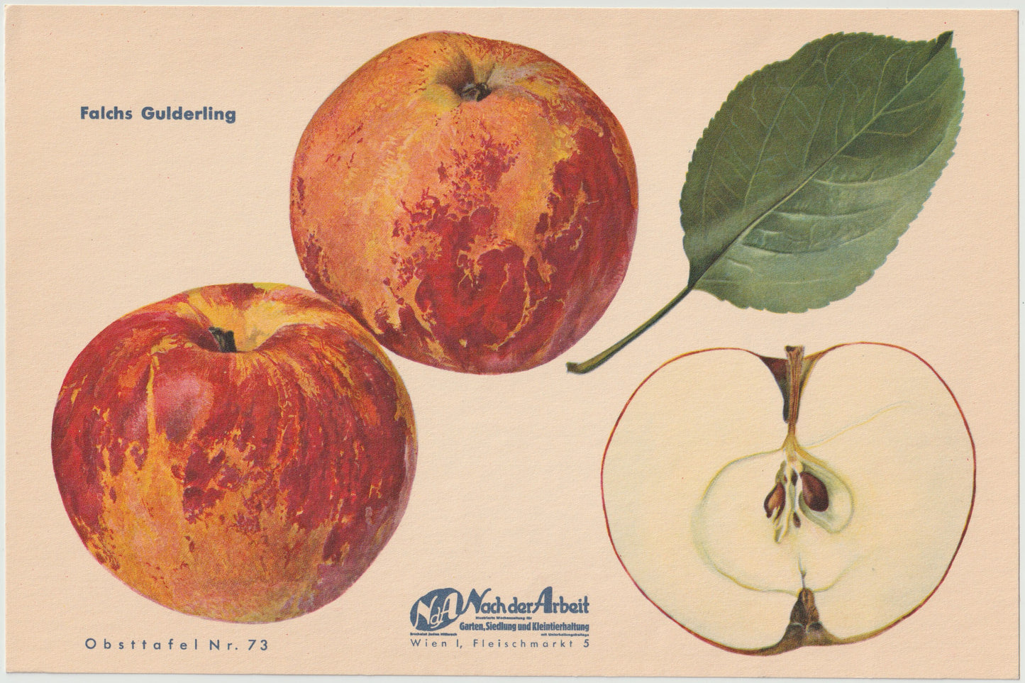 1940 Äfpel Vintage Obsttafel Set original | Gulerdling Renette Apfel Obst Früchte