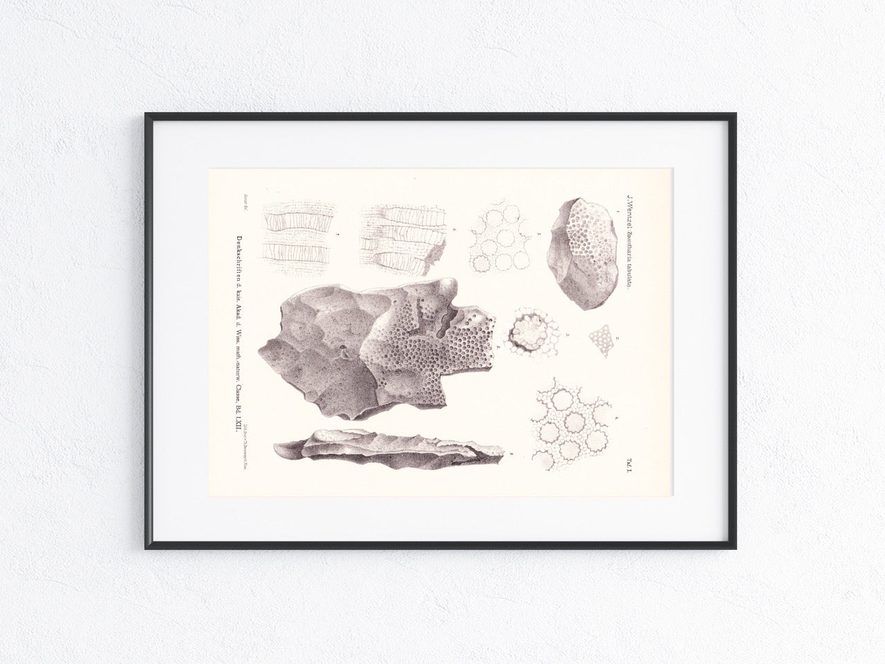 Fossilien 1895
