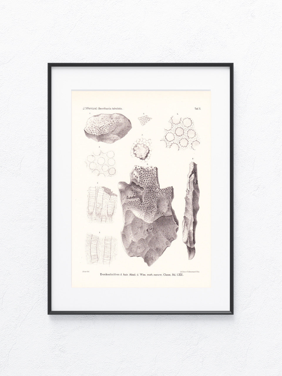 Fossilien 1895