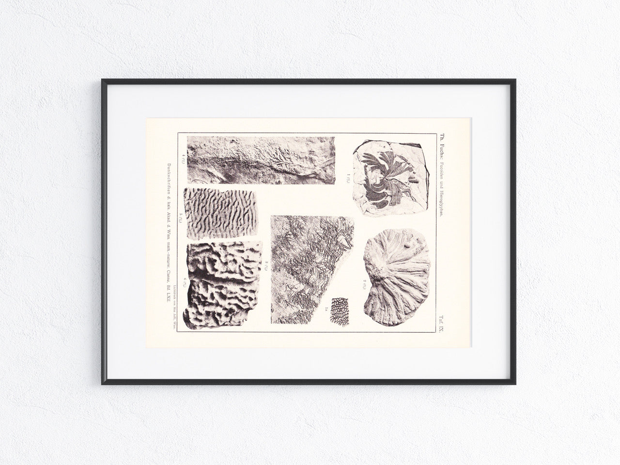Fossilien 1895