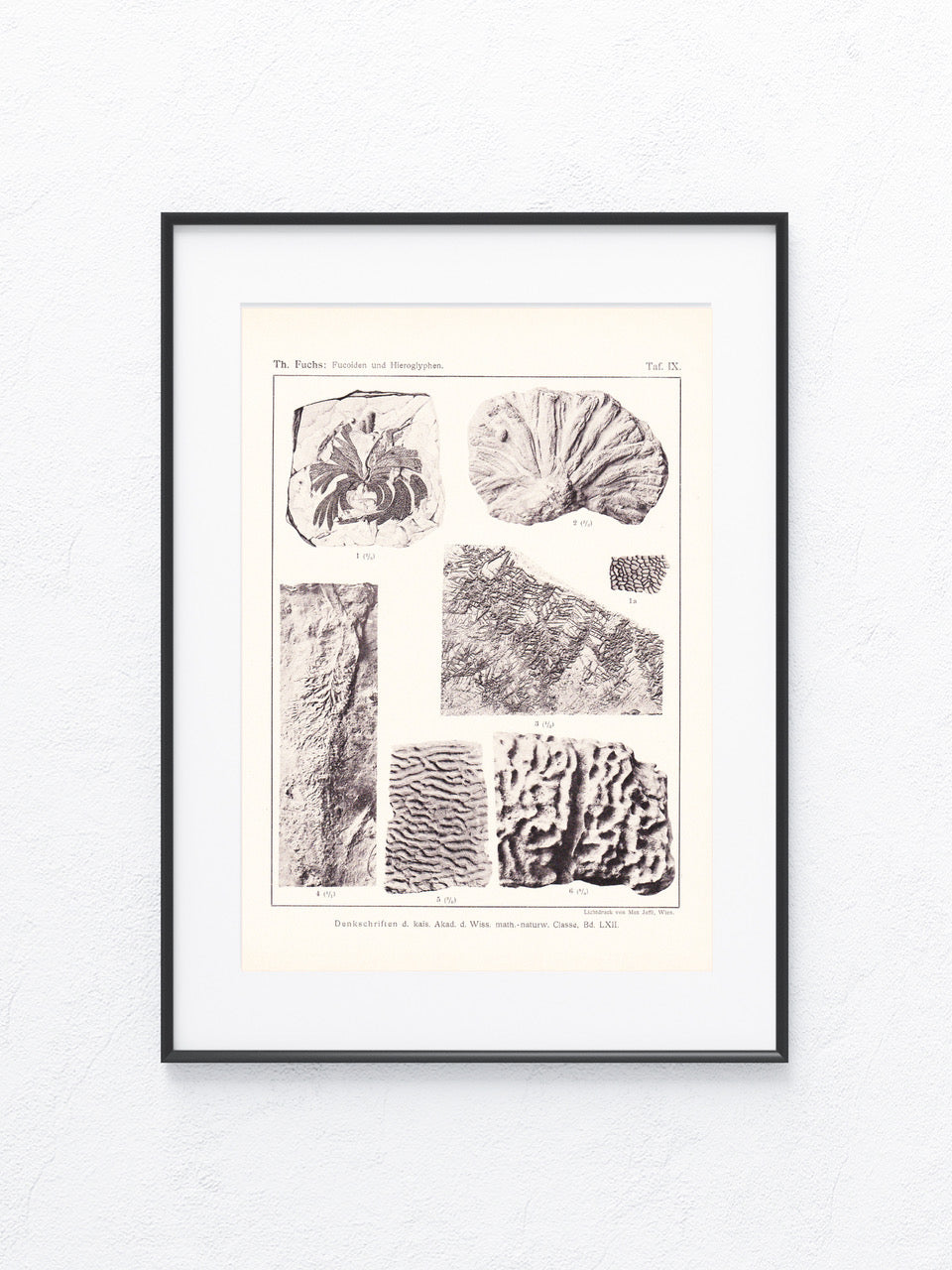 Fossilien 1895