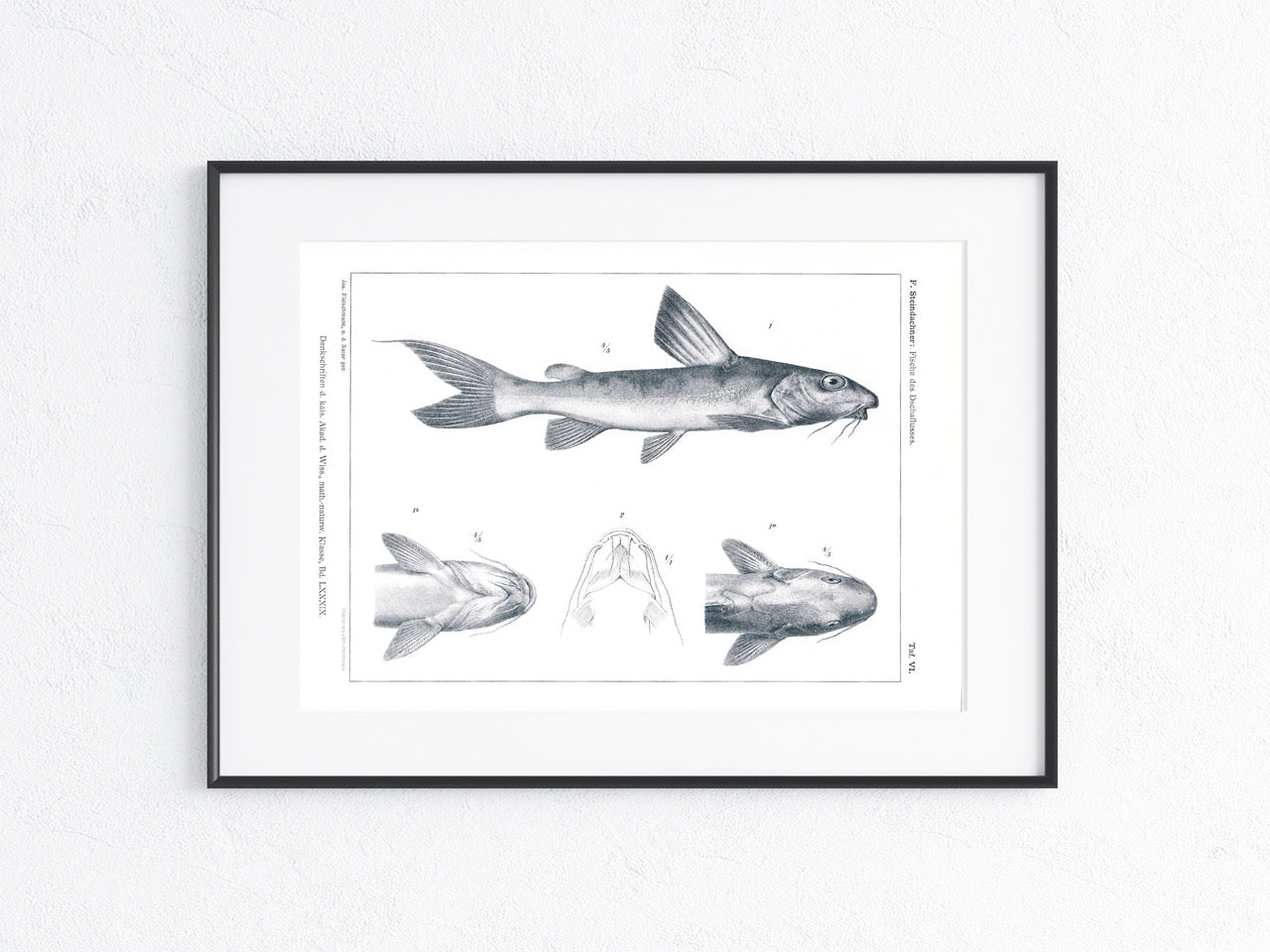 Fische Afrika 1912