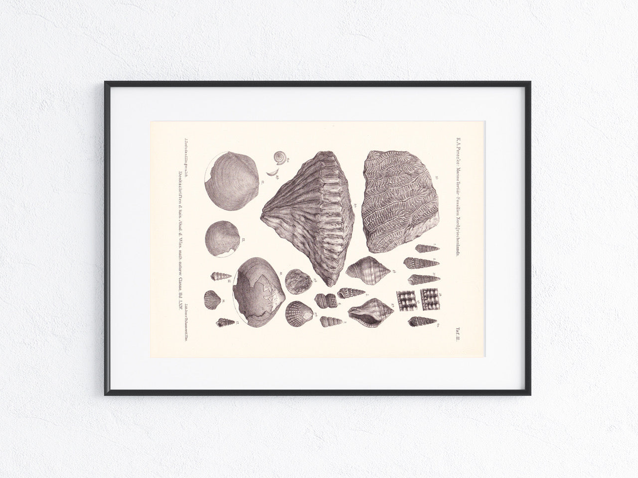 Fossilien 1896