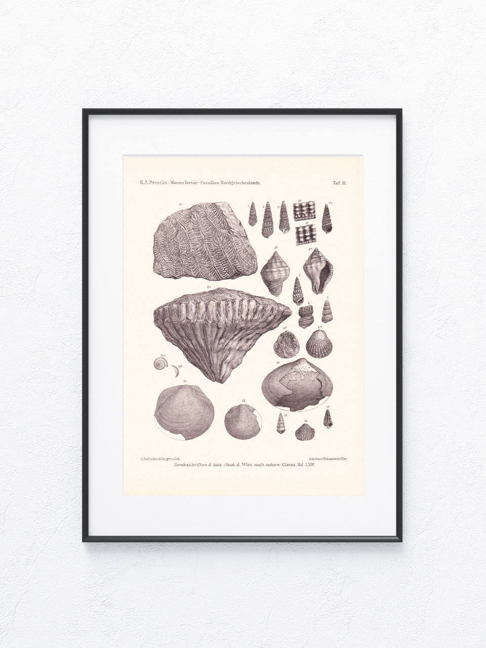 Fossilien 1896