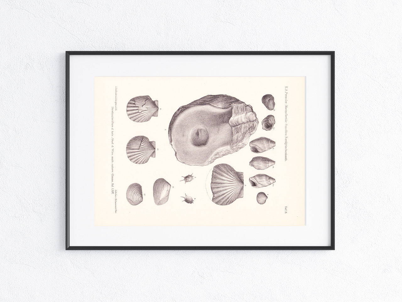 Fossilien 1896